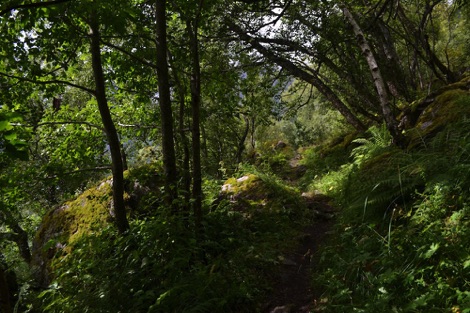 Woodland path above Geirangerfjord